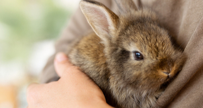 More health issues seen by rabbit rescue centres